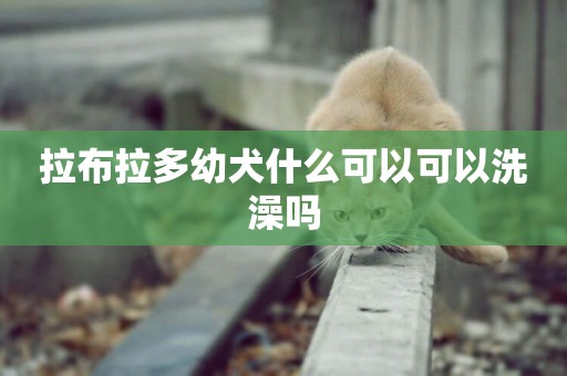 拉布拉多幼犬什么可以可以洗澡嗎