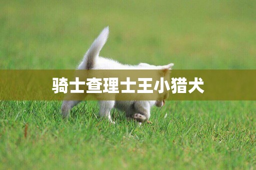 騎士查理士王小獵犬