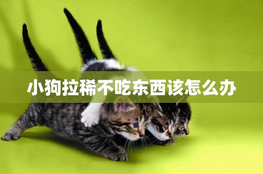 小狗拉稀不吃東西該怎么辦