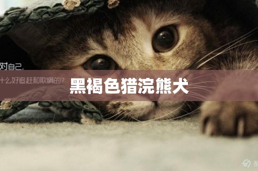 黑褐色獵浣熊犬