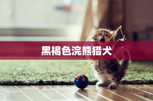 黑褐色浣熊獵犬