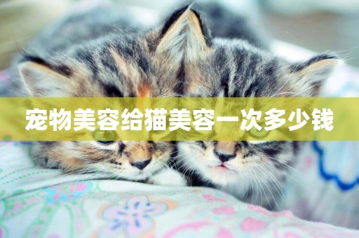 寵物美容給貓美容一次多少錢