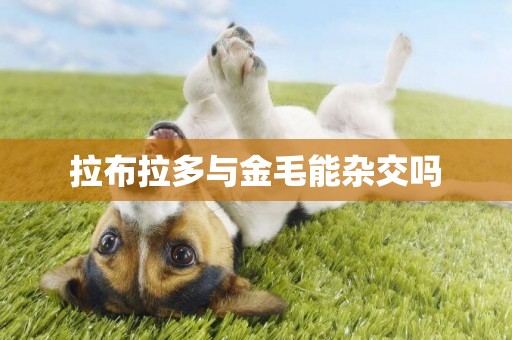 拉布拉多與金毛能雜交嗎