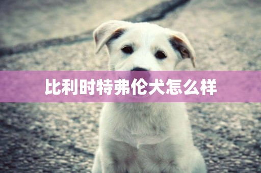 比利時特弗倫犬怎么樣