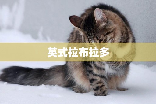 英式拉布拉多