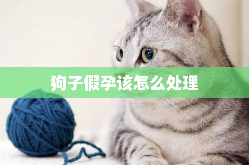 狗子假孕該怎么處理