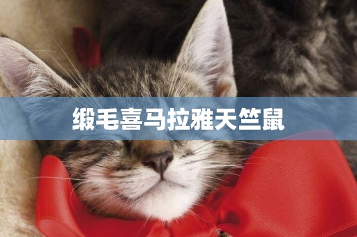 緞毛喜馬拉雅天竺鼠