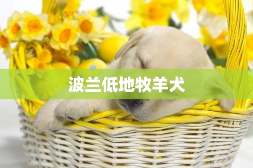 波蘭低地牧羊犬