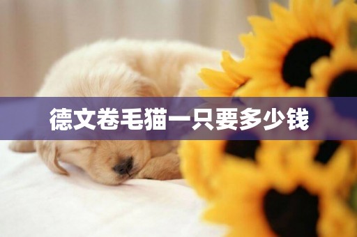 德文卷毛貓一只要多少錢