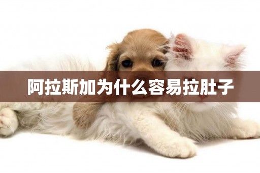 阿拉斯加為什么容易拉肚子