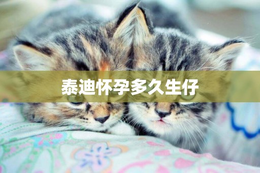 泰迪懷孕多久生仔