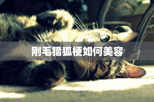 剛毛獵狐梗如何美容