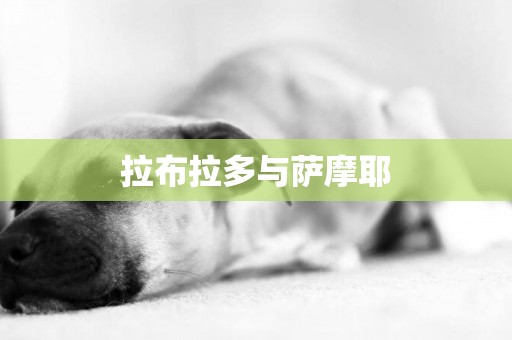 拉布拉多與薩摩耶
