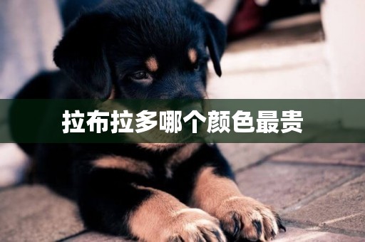 拉布拉多哪個顏色最貴