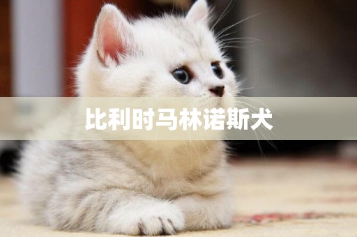 比利時馬林諾斯犬