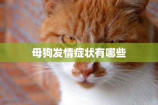 母狗發情癥狀有哪些