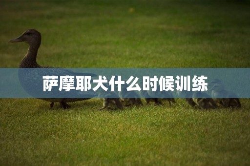 薩摩耶犬什么時候訓練