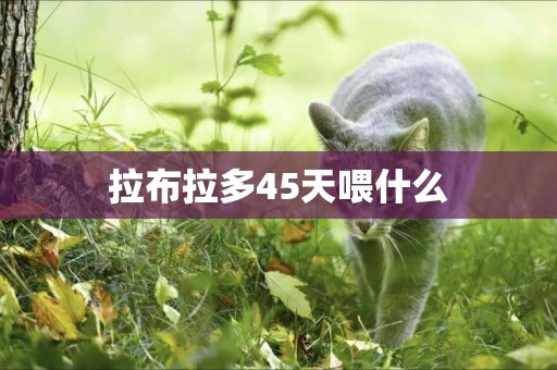 拉布拉多45天喂什么