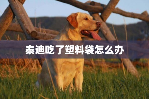 泰迪吃了塑料袋怎么辦