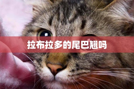 拉布拉多的尾巴翹嗎