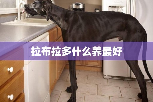 拉布拉多什么養最好