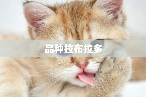 品種拉布拉多