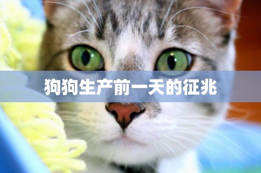 狗狗生產前一天的征兆
