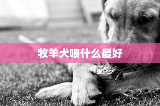 牧羊犬喂什么最好