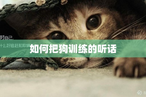 如何把狗訓練的聽話