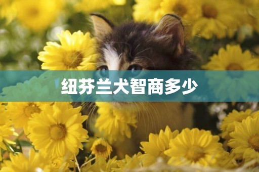 紐芬蘭犬智商多少