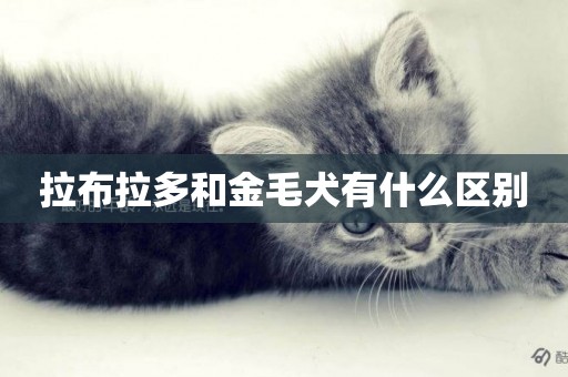 拉布拉多和金毛犬有什么區別