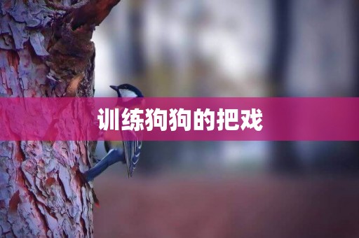 訓練狗狗的把戲