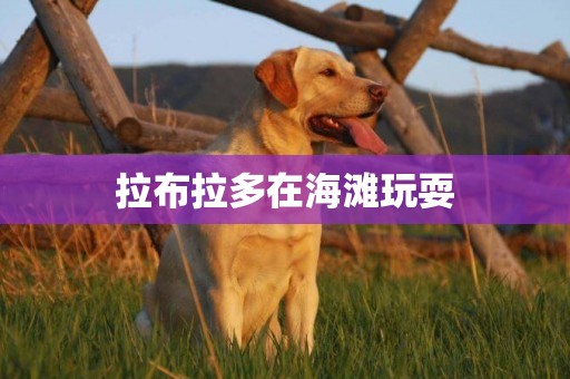 拉布拉多在海灘玩耍