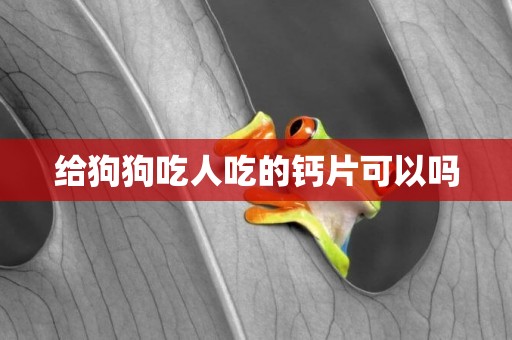 給狗狗吃人吃的鈣片可以嗎