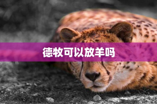 德牧可以放羊嗎
