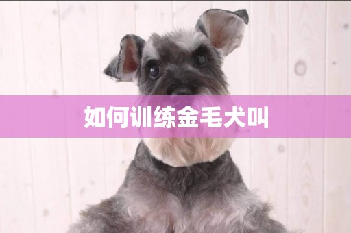 如何訓練金毛犬叫