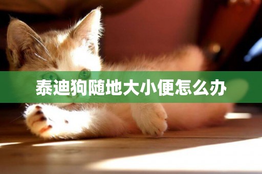 泰迪狗隨地大小便怎么辦