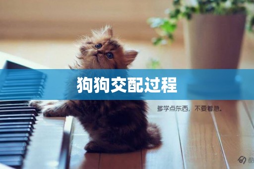 狗狗交配過程