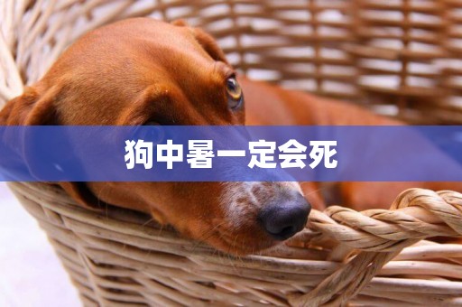 狗中暑一定會死
