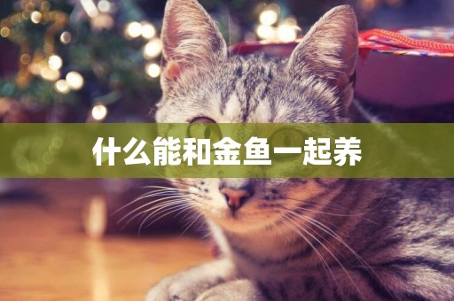 什么能和金魚一起養