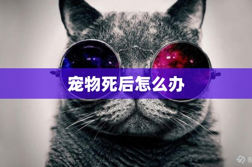 寵物死后怎么辦