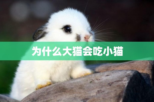 為什么大貓會吃小貓