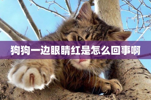 狗狗一邊眼睛紅是怎么回事啊
