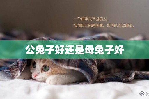 公兔子好還是母兔子好