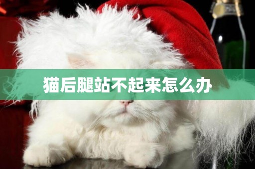 貓后腿站不起來怎么辦
