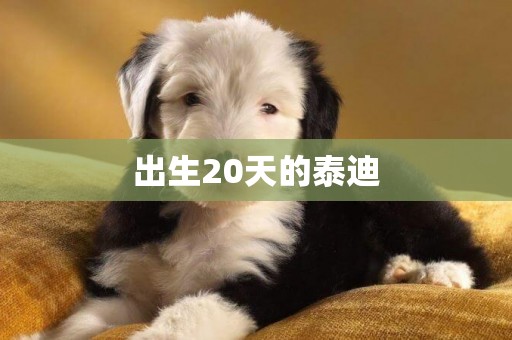 出生20天的泰迪