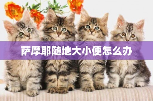 薩摩耶隨地大小便怎么辦