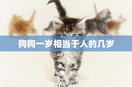 狗狗一歲相當于人的幾歲