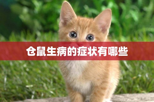倉鼠生病的癥狀有哪些