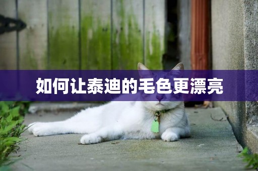 如何讓泰迪的毛色更漂亮